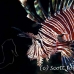 lionfish_common_nus_h_0705_png1911.jpg